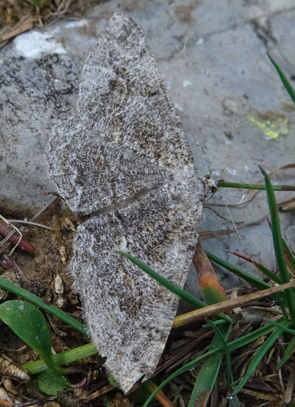 somiglianza con : Hypomecis sp. - Geometridae